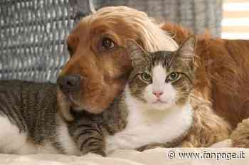 Tante adozioni di cani e gatti durante la pandemia Covid: “Ti cambiano la vita in meglio” - Fanpage.it