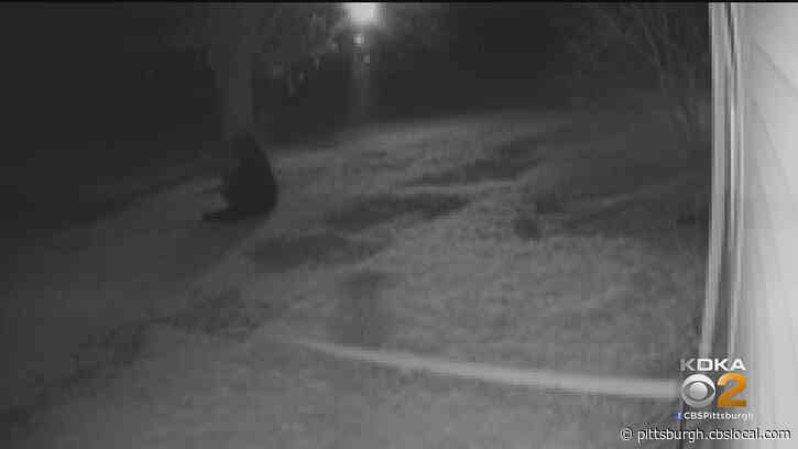 Just Hanging Out: Butler County Man Twice Catches Bear On Camera In His Yard