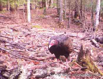 Forest Journal: The birds are back ... and not all of them are pretty - The Union Leader