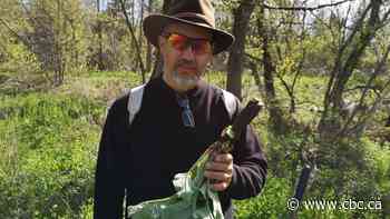Forest food foraging is rewarding but not without risk - CBC.ca