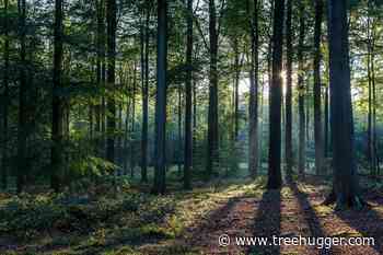 Woods vs. Forest: What's the Difference? - Treehugger