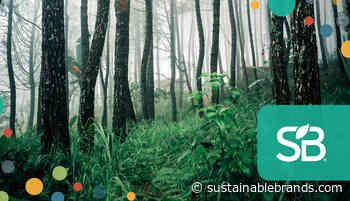 Seeing the Forest for the Trees: Dispelling Sustainable Forestry Misconceptions - Sustainable Brands