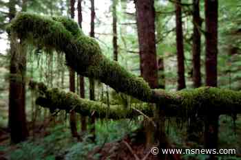 B.C. timber agency didn't adequately protect old forest on Vancouver Island: watchdog - North Shore News