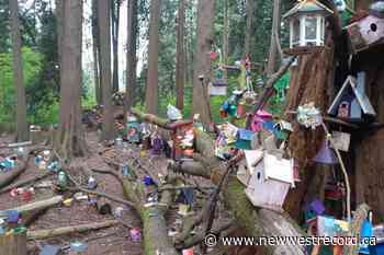 Massive fairy forest found in Metro Vancouver's Redwood Park - The Record (New Westminster)
