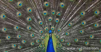 That Most Enchanting Bird in the World