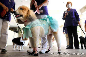 “Dogtors” return to provide pet therapy at Dignity Health – Northridge Hospital Medical Center - LA Daily News