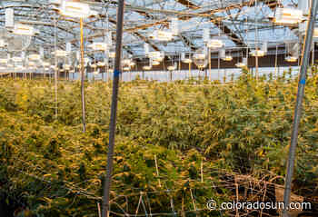 Marijuana concentrate, medical pot could face new Colorado regulations - The Colorado Sun