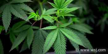 Marijuana Medical Research Growers Receive U.S. Approval - The Wall Street Journal