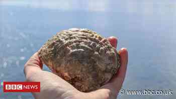 Native oysters reintroduced into Firth of Clyde