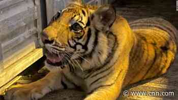 A tiger went missing in Houston for nearly a week. Here's how the search unfolded and who police say the owners are