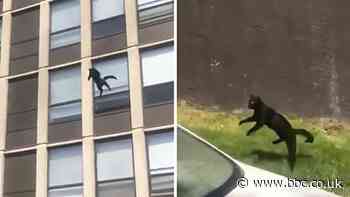 Cat jumps five storeys to safety from burning building