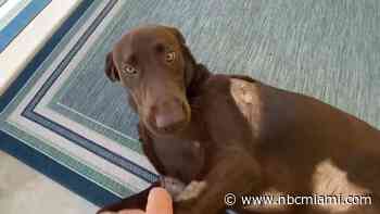 ‘It's A Parent Instinct': Florida Man Tackles Alligator to Save 8-Month-Old Puppy