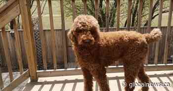 Family dog being hailed as hero after Regina house fire