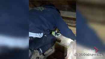 Over 800 bats removed from Saskatchewan arena, released back into the wild