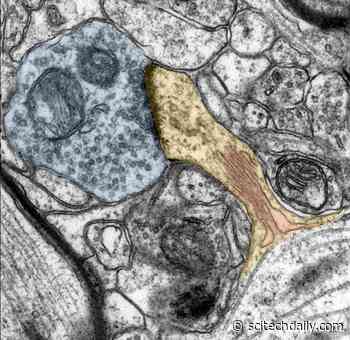 Vitamin A for Nerve Cells: Experimental Evidence for Synaptic Plasticity in Humans