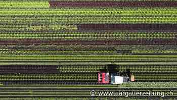 Landwirtschaft - Die Gemeinde Steinen hat 53 Bauernhöfe – und einen grösseren Bioanteil als die Schweiz - Aargauer Zeitung