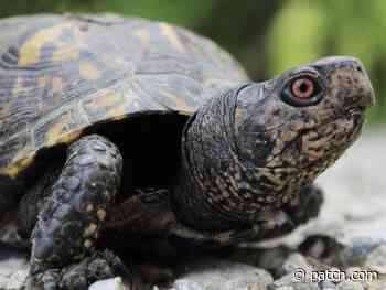 How To Help Turtles On The Move Across Rhode Island This Spring - Patch.com