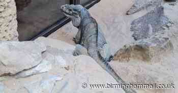 What Dudley Zoo visitors can expect from May 17 - Birmingham Live