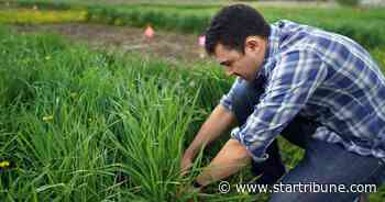 New kind of wheat shows promise for cleaning nitrates from soil, water