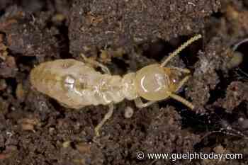 Termites activity confirmed at 150 properties in Fergus and Elora: report - GuelphToday