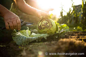 Regenerative agriculture 'key to future-proofing food sector', says EIT Food - FoodNavigator.com