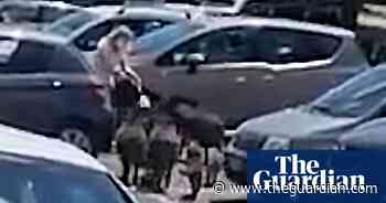 Wild boar surround woman near Rome and steal food shopping - The Guardian