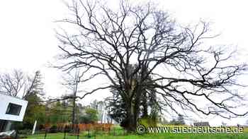 Eiche mit Beton - Süddeutsche Zeitung