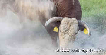 Does your cow worry about flies? Yes