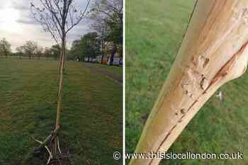 Greenwich: Vandals strip bark from Plumstead Common trees
