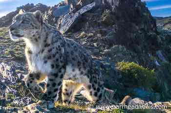 Majority of snow leopard habitat under-researched – report - Barrhead News