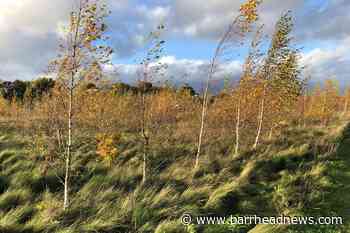 Government pledges to treble England tree planting to tackle climate crisis - Barrhead News