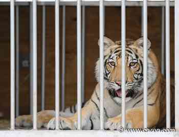 Mattress Mack’s wife helped rescue Houston's missing tiger, India