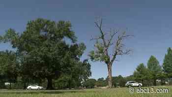 Houston has a 'Zombie Tree' issue where some trees are half dead and half alive - KTRK-TV