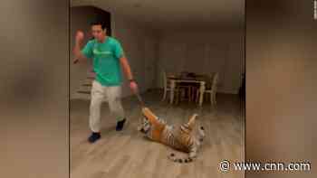 New video of man and Houston tiger playing before disappearance - CNN