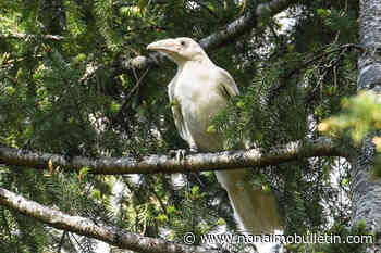 Legend continues as iconic white raven spotted once again on Vancouver Island