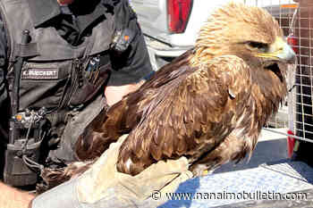 ‘Obviously, he’s a fighter’: Golden eagle, recovered from poisoning, back in Kootenay wild