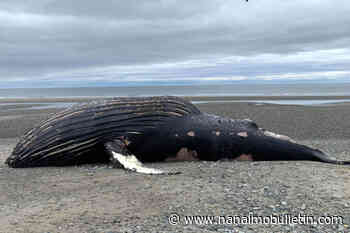 Kayak the humpback whale found dead on Haida Gwaii beach