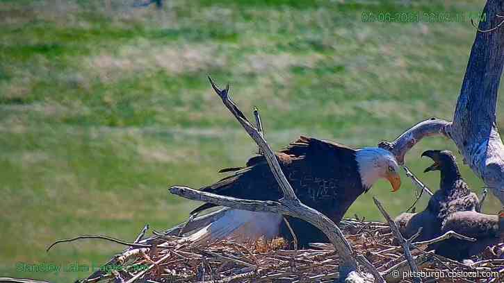 Eaglet To Be Buried In Sacred Ceremony After Nest Collapse