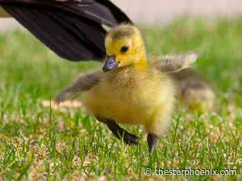 Saskatoon poised to set hot-weather records this week before cold front arrives