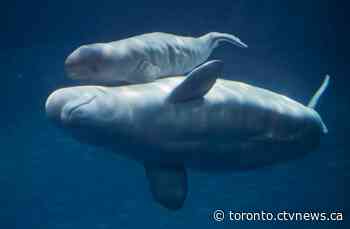 Five belugas doing well after being moved from Marineland,  American aquarium says
