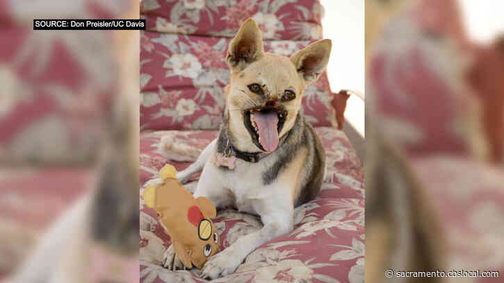 Kabang, Hero Dog From The Philippines Who Was Treated At UC Davis, Dies In Her Sleep At 13
