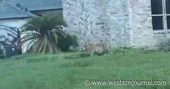 After Going Missing for Nearly a Week, Tiger Seen Roaming Streets Is Surrendered to Authorities: Police