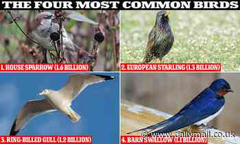 Nature: Earth has roughly 50 BILLION birds - six for every human on the planet, study finds