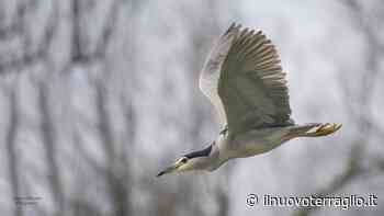 Marcon. Oasi di Gaggio presenza della Nitticora - Il Nuovo Terraglio