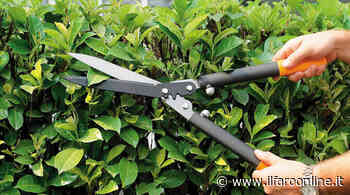 Ardea, arriva la raccolta del verde a domicilio: ecco tutte le regole - IlFaroOnline.it