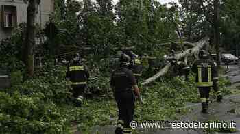 Maltempo Modena: grandine e un albero caduto sulla strada - il Resto del Carlino