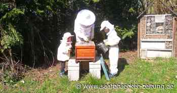 Inklusives Bienenprojekt der Lebenshilfe Neunkirchen - Saarbrücker Zeitung