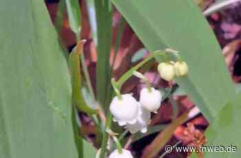 Maiglöckchen blühen - Fränkische Nachrichten