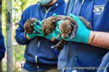 Endangered red wolves born at US zoo - St Helens Star