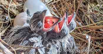 Fifty billion birds: scientists say there are six birds for every human on Earth     - CNET